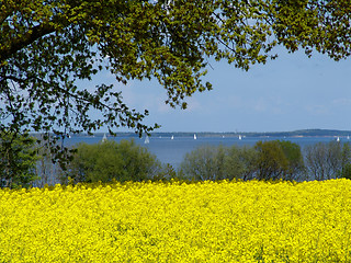Image showing rapefield at a fjord