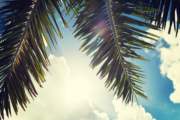 Image showing palm tree over blue sky with white clouds