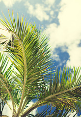 Image showing palm tree over blue sky with white clouds