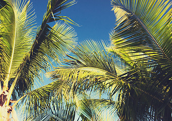 Image showing palm tree over blue sky with white clouds