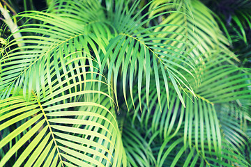 Image showing close-up of palm tree leaves