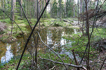 Image showing Forest