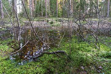 Image showing Forest