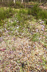 Image showing Frosty moss