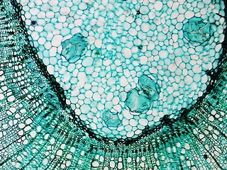 Image showing Pine Wood micrograph