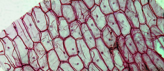 Image showing Onion epidermus micrograph