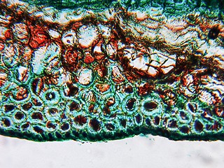 Image showing Pine Wood micrograph