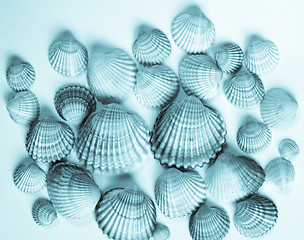 Image showing Shells