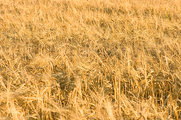 Image showing Wheatfield