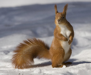 Image showing squirrel