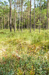 Image showing Wetland