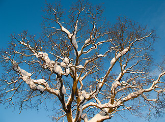 Image showing Branches