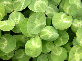 Image showing clover