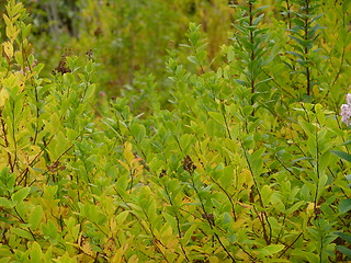 Image showing Autum Colours