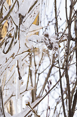 Image showing Icicles