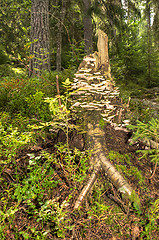 Image showing Stump of a tree