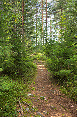 Image showing Path in the forest