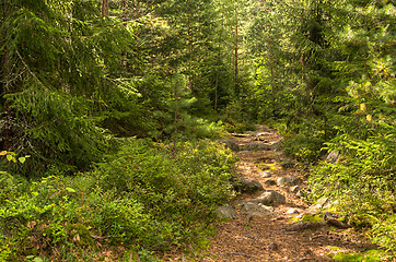 Image showing Forest