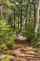 Image showing Forest