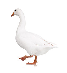 Image showing Domestic goose