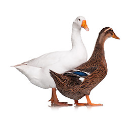 Image showing Duck and goose