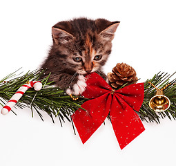 Image showing Christmas kitten