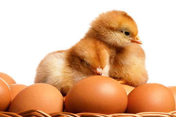 Image showing Eggs and chicken