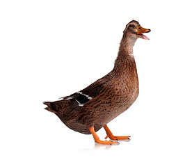 Image showing Domestic duck