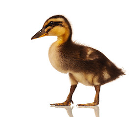 Image showing Domestic duckling