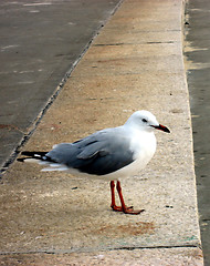 Image showing Sydney Seagull