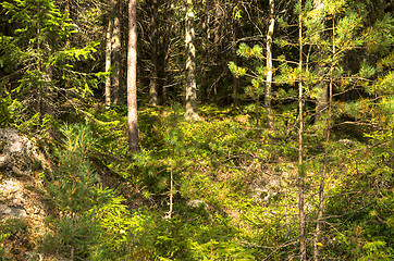 Image showing Forest