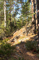 Image showing Forest