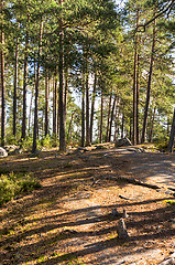 Image showing Forest