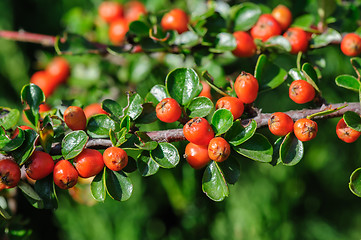 Image showing Cotoneaster Bush