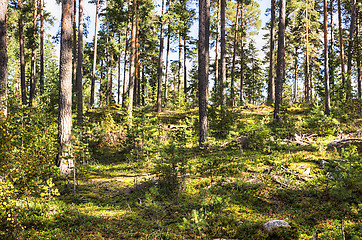 Image showing Forest