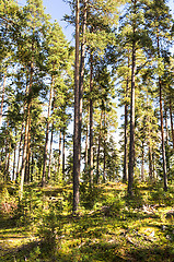 Image showing Forest