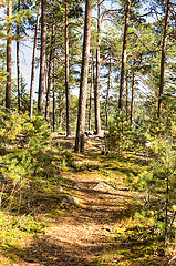 Image showing Forest