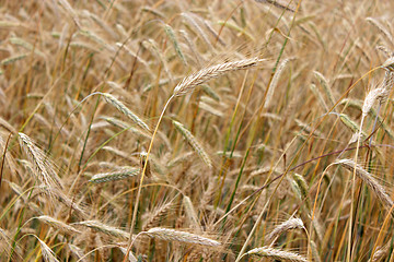 Image showing field of ripe wheat