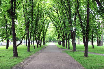 Image showing Beautiful park with many green trees