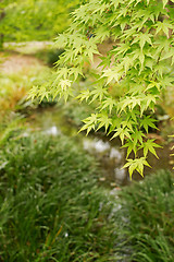 Image showing green maple