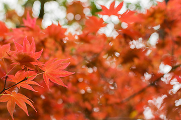 Image showing red maple leaves