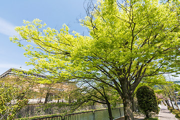 Image showing Emerald green cherry trees