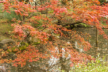 Image showing Red maples planted on the shore and reflection.