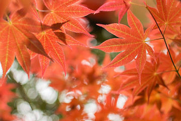 Image showing red maple