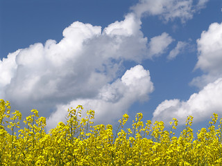 Image showing rape + clouds