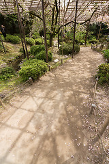 Image showing The path of sakura growing on the wooden.