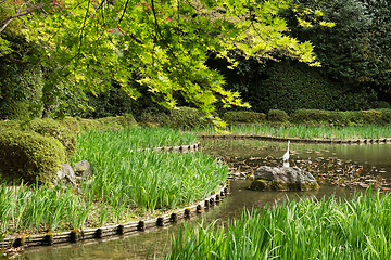 Image showing grass gardening in the pond.