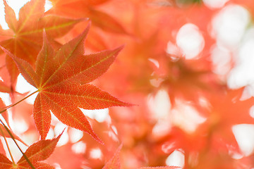 Image showing red maple