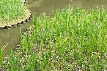 Image showing The green grass gardening in the pond.