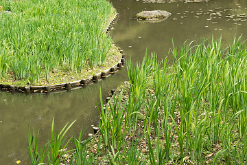 Image showing The green grass gardening in the pond.